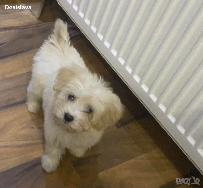 Болонка , снимка 1