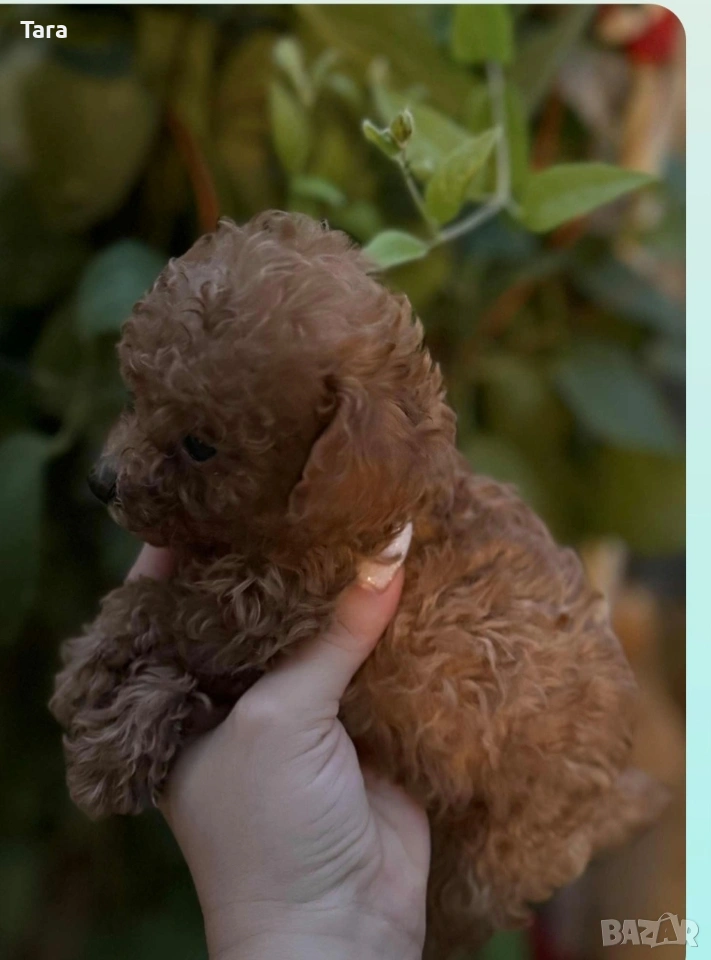 Пудел той, снимка 1