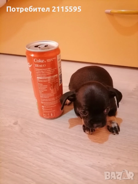 Продавам пинчер, снимка 1