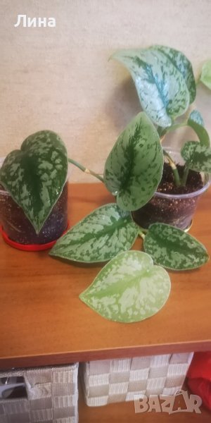 Сциндапсус екзотика/Scindapsus exotica, Silvery Ann Pothos? /, снимка 1