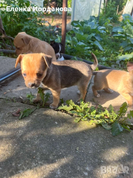 Продавам пинчери , снимка 1