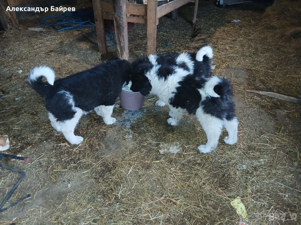 Българско овчарско куче , снимка 1