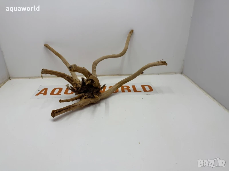 Корен Азалия 30, снимка 1