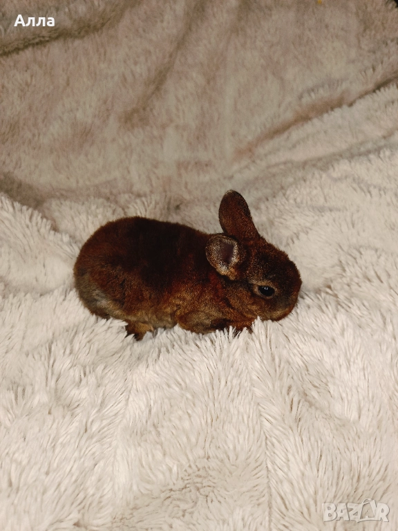 Голландско джуджета и Рекс, декоративно зайчета. , снимка 1