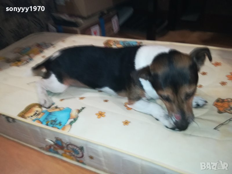 ДЖАК СИ ТЪРСИ ДАМА 0511231849, снимка 1