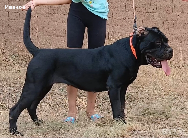 Кане Корсо женско, снимка 1