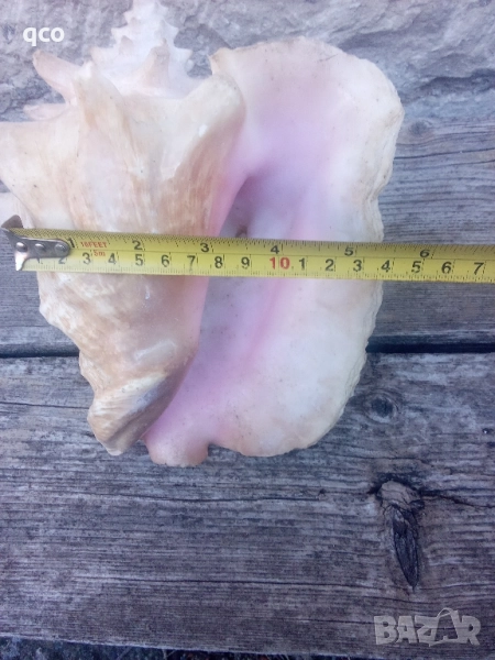 Огромен рапан , снимка 1