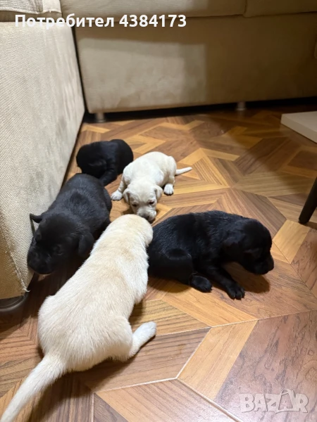 Бебета лабрадори  , снимка 1