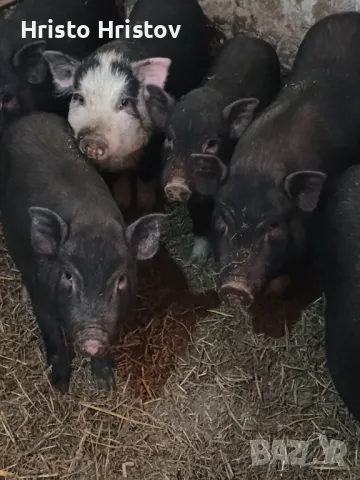 Виетнамски прасета , снимка 4 - Други животни - 48038500