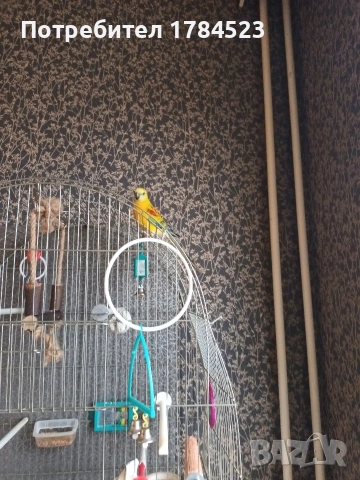 поен папагал млад. , снимка 10 - Папагали - 54165345