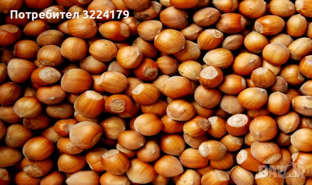 Разсад лешници - Римски, Ран Трапезундски, снимка 3 - Разсади - 51781976