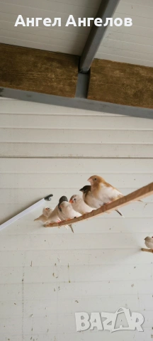 японски амадини 