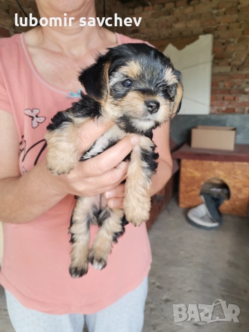 Шарени йоркита, снимка 3 - Йоркширски териер - 51701071