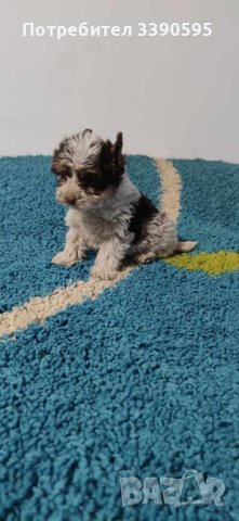 Йоркширски Териер Бивър и Биро , снимка 2 - Йоркширски териер - 44192076