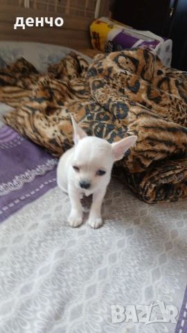 продавам чихопинчери