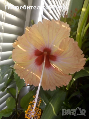 Китайска роза/хибискус/видове/стайно растение , снимка 4 - Стайни растения - 51079081