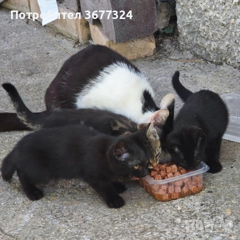 Подарявам три котенца, снимка 1