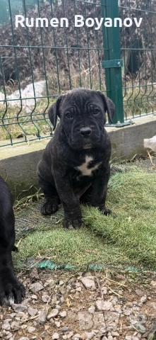 Кане Корсо , снимка 11 - Кане корсо - 52678102