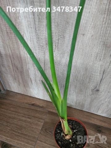 Стрелиция Reginae, снимка 2 - Стайни растения - 54233208