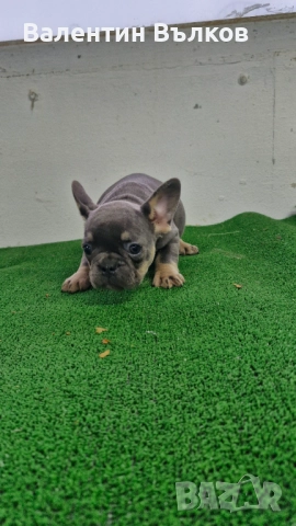 Продавам две  френски булдочета, снимка 6 - Френски булдог - 52897524