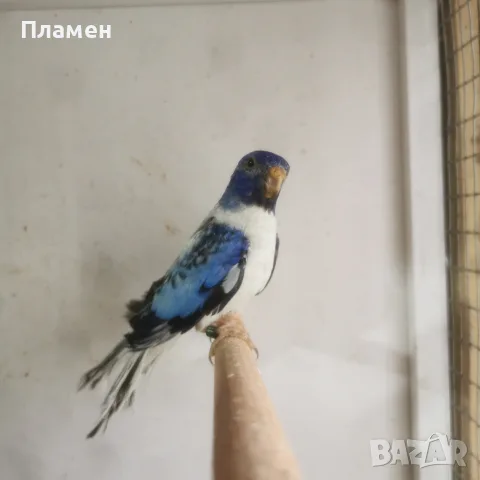 Неофема Сплендида, снимка 6 - Папагали - 56272778