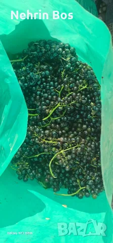 merlo zaharnosta 24 , снимка 10 - Крави - 55874089