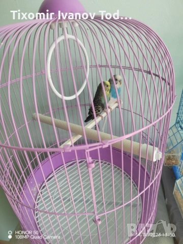 Папагали двойка, снимка 4 - Папагали - 53908594