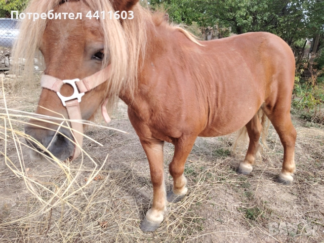 Мъжко Пони, снимка 1