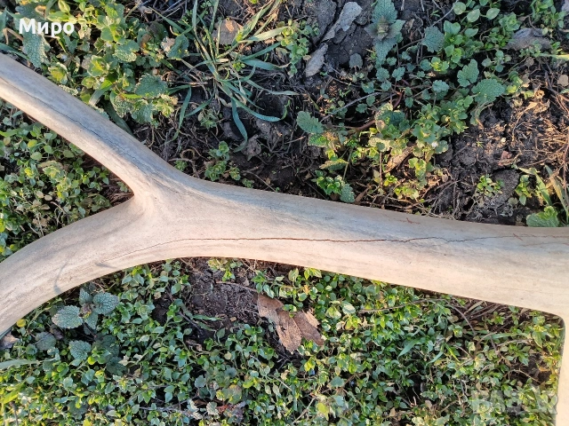 Стари рогa от елен лопатар,лос и карибу.Трофей., снимка 4 - Други - 53922366