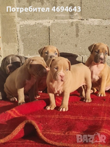 Американско Були XL, снимка 13 - Други - 52922235