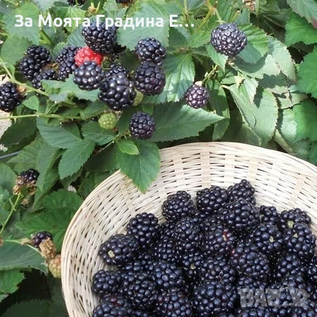 Къпина - Уашито сладка без бодли, снимка 4 - Разсади - 54021060