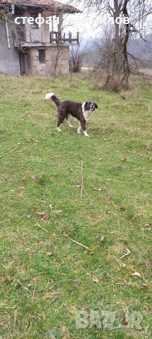 подарявам , снимка 8 - Други - 52606159