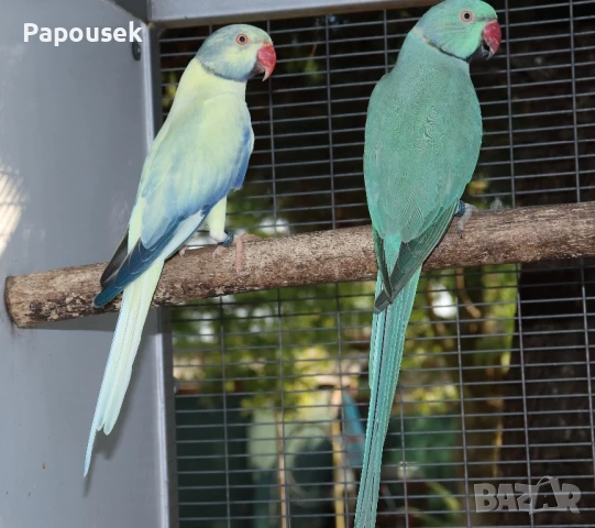 Малък Александър , снимка 7 - Папагали - 51324439