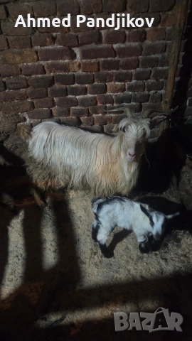 Продавам коза с мъжко яре, снимка 2 - Кози - 54281937