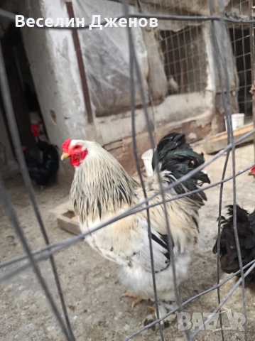 коломбиска брама