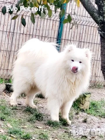 Самоед / Samoyed Свободни Мъжки, снимка 5 - Самоед - 48384300