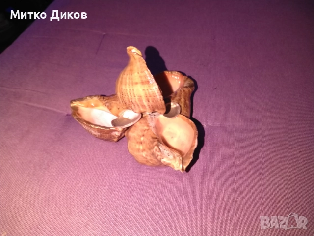 Пепелник от рапани нов става и за сувенир