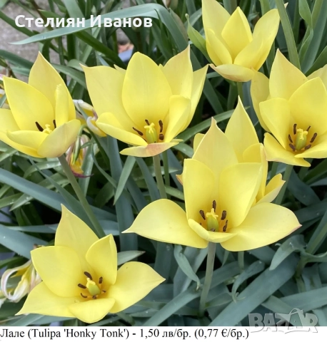 Лале (Tulipa 'Honky Tonk') - луковици