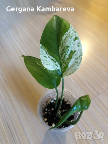 Epipremnum pinnatum Marble , снимка 2 - Стайни растения - 52776617