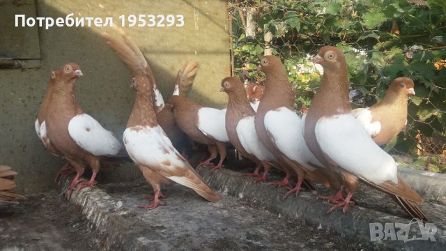 Бирмани млади и работещи  чифтове , снимка 5 - Гълъби - 42634790