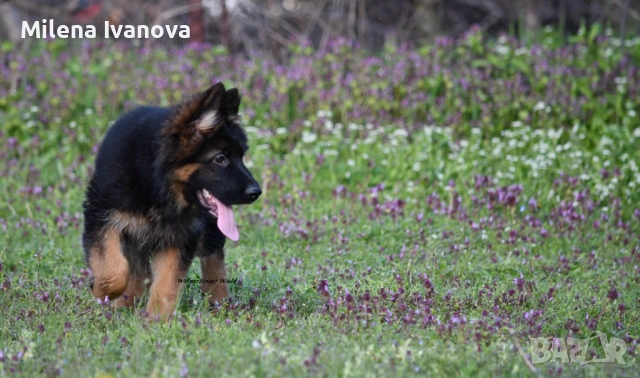 Женски немски овчарки от развъдник , снимка 6 - Немска овчарка - 54111204