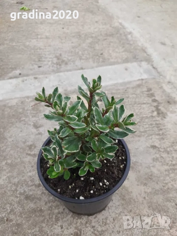 Хебе Триколор, снимка 6 - Разсади - 51618289