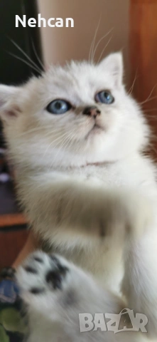 Късокосместа британска сребърна чинчила 