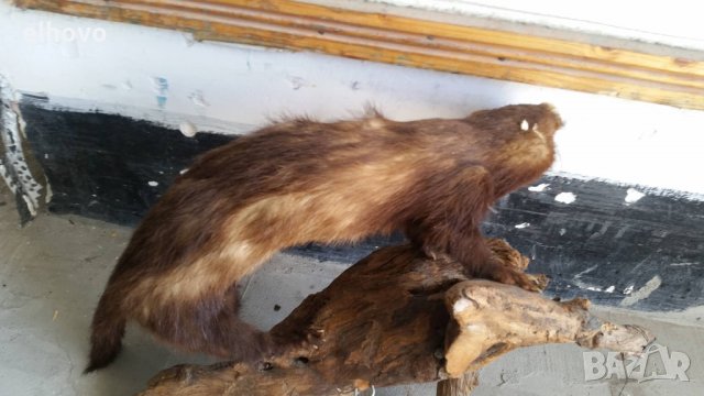 Препарирана белка, снимка 3 - Други ценни предмети - 38009107