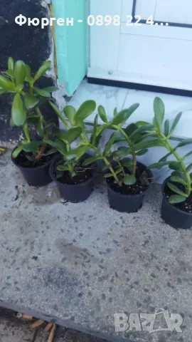 Дървото на Живота Красула, снимка 4 - Стайни растения - 49214533