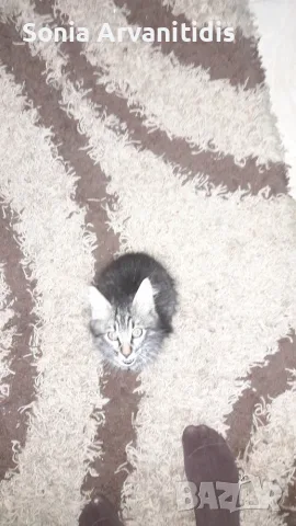 Коте на два месеца , снимка 2 - Други - 56251027