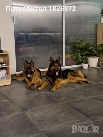 Продавам малки кученца - Немска овчарка, снимка 2 - Немска овчарка - 52060545
