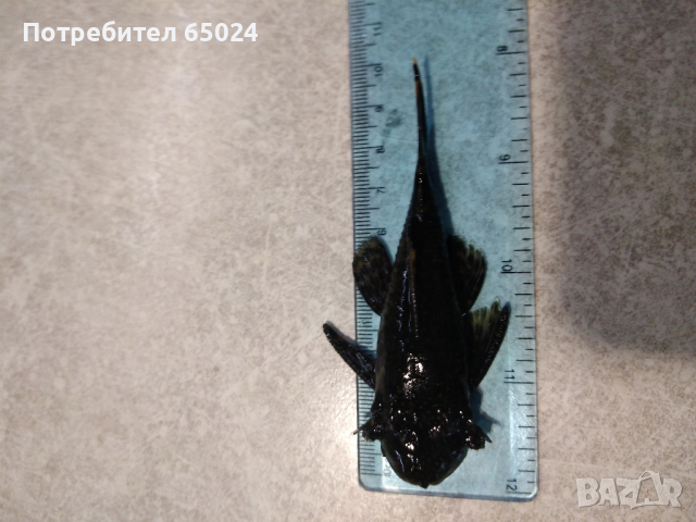 Анциструси. Пинсети, снимка 4 - Рибки - 44669417