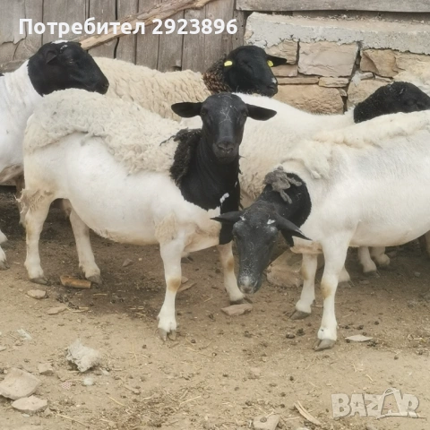 Овце Дорпер, снимка 3 - Овце - 54207849