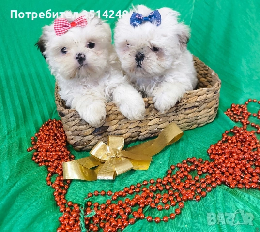 Ши тцу , снимка 2 - Ши Тцу - 52917107